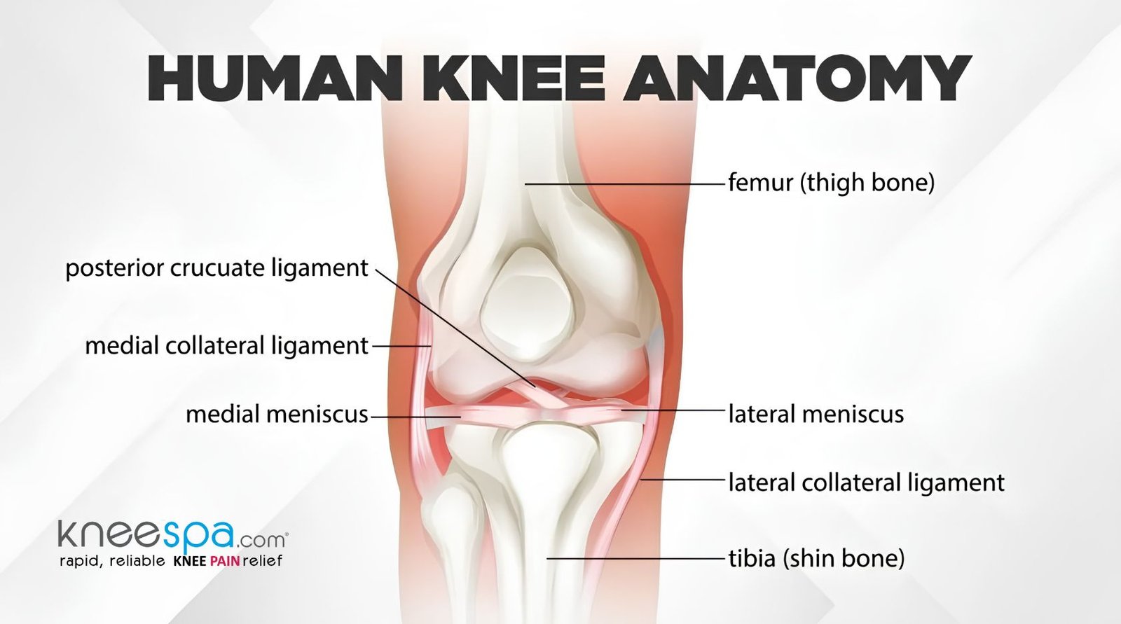 The Anatomy of the Knee